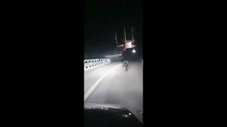 Nuovo avvistamento di un orso ai confini tra Veronese e Trentino: i fari dell'auto illuminano il ...