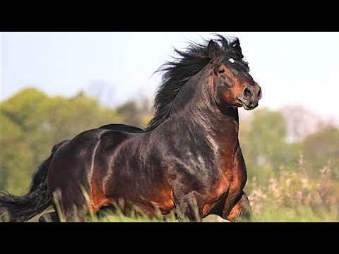 , title : 'Das sind die 7 stärksten Pferde der Welt!'