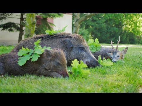 Herrliches Ostpreußen - Sau und Bock erlegt