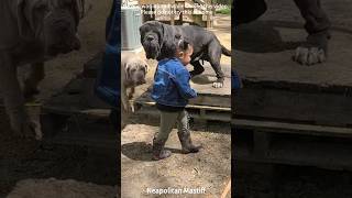 Download lagu The Gentle Giant Behind All Those Wrinkles#Neapolitan Mastiff#Farm#Wildlife#Exotic Pets#Mastiff mp3