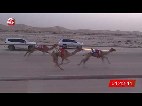  ش 1 (نهب) لـ محمد عبيد بن عفصان المنصوري 3:04 ، شارة الشيخ طحنون 2026/7/31 فطامين الخزنة