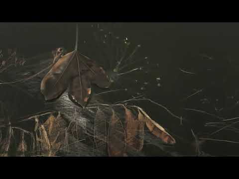 Clung | The Jacques - Official Visualiser