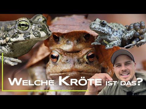 What type of toad is this? Common toad, green toad, midwife toad, natterjack toad, and spadefoot ...