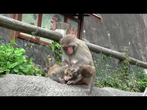 Monkey Hill, Kowloon, Hong Kong