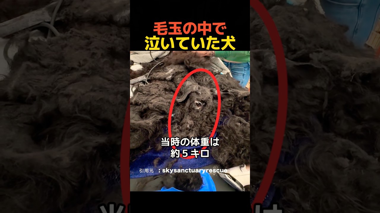毛皮の中で泣いていた犬 #shorts #動物 #保護犬
