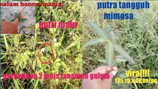 Download lagu KNOWING 2 TYPES OF SHY PRINCESS PLANTS mp3