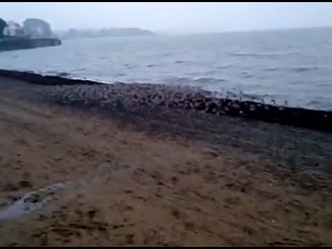 Plovers on Carlingford Lough, Warrenpoint, County Down, Northern Ireland 25th November 2019