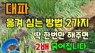 굵은 대파 만드는 방법 대파 이렇게 옮겨 심어보세요 2배 굵어집니다 #대파심는방법