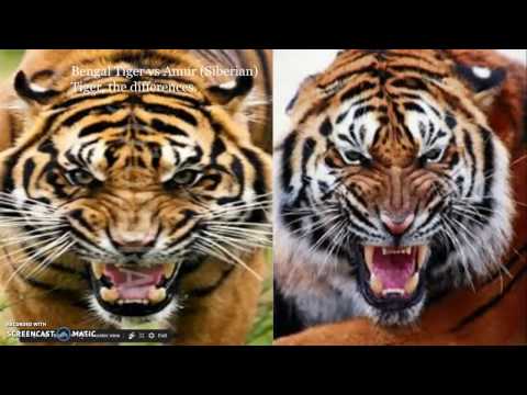 bengal tiger vs siberian tiger