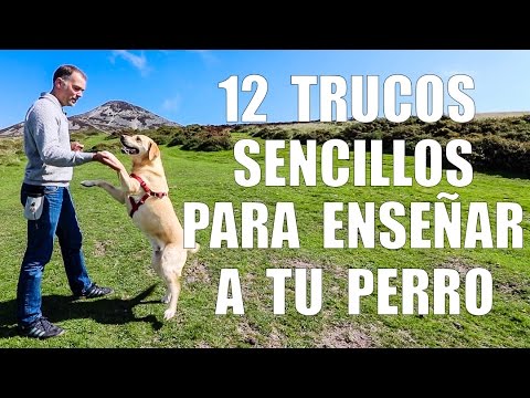 Dog Training - 12 Tips to Teach Your Dog