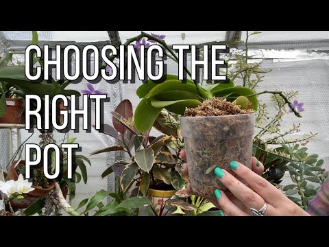 , title : 'Choosing The Right Pot For Your Phalaenopsis Orchid.'