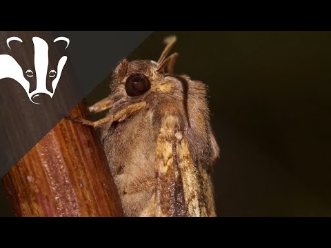 The Essex Coastal Challenge - Skipper's Island nature reserve