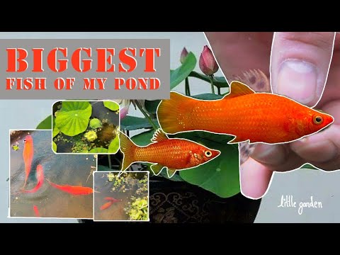 biggest molly fish on my lotus pond, molly care on natural pond, fish gives birth on my lotus pond,