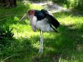 Marabou Stork Large Bird Walking Running Lowry Park Zoo Tampa FL Canon S5 IS