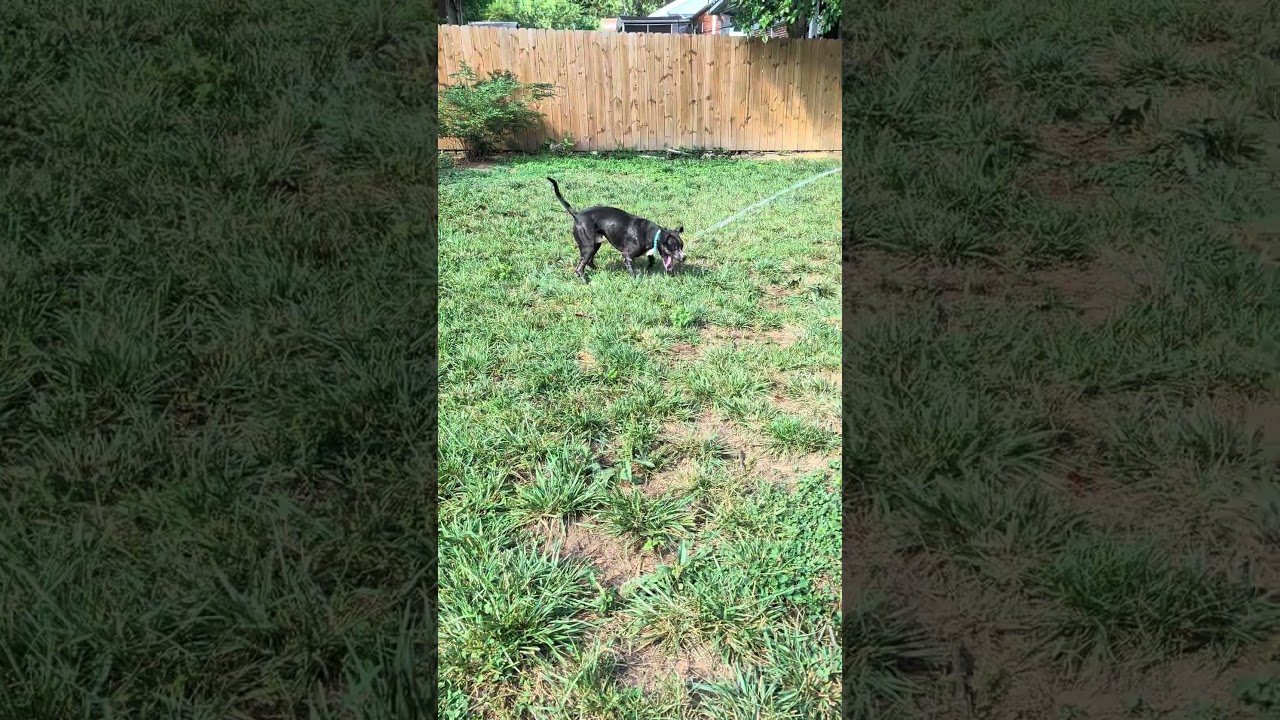 Aero, a ADOPTABLE mixed breed in Bowie, MD video 2/6