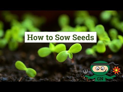 How to sow & grow plants from seeds