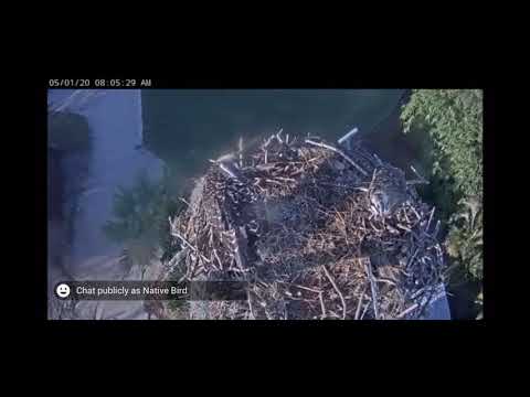 1st Osprey fledging