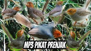 Download lagu SUARA PIKAT PRENJAK JITU 2022 mp3 Download lagu SUARA PIKAT PRENJAK JITU 2022 mp3