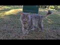 Cute Fluffy Gray Cat And His Tuxedo Cat Friends