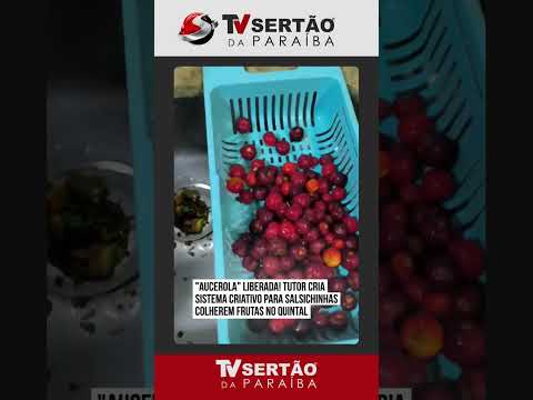 Solução inteligente: Tutor em Luziânia (GO) cria sistema para alimentar pets com frutas do quintal