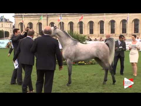 N.92 MOUAMMAR - Chantilly 2015 ABCE - Stallions 4 years old (Class 9)