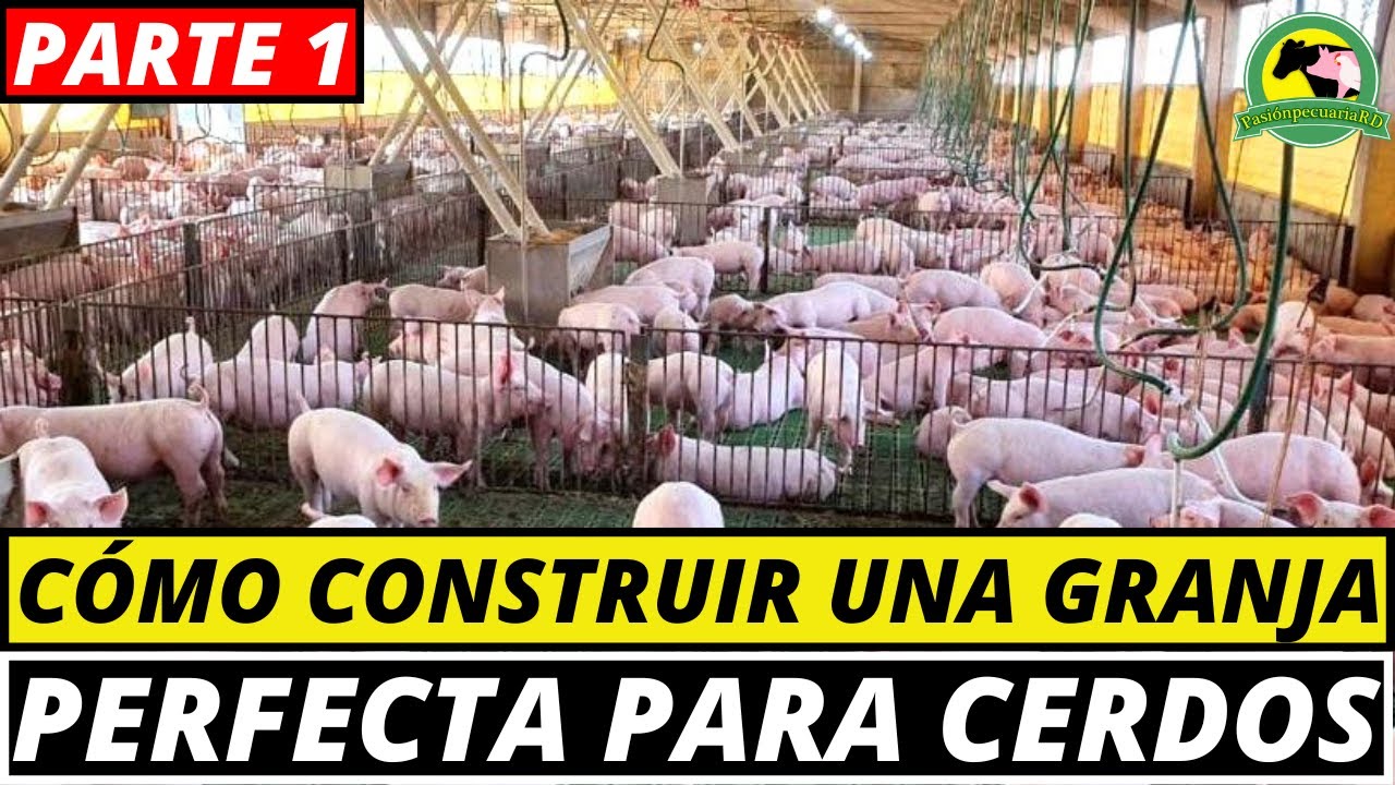 CÓMO CRIAR CERDOS| ¿Cómo Se Debe CONSTRUIR Una GRANJA Porcina