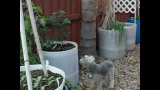 VEGGIE BARRELS APRIL.avi
