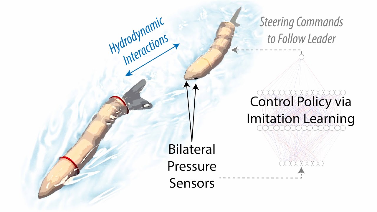 Leader-follower formation enabled by pressure sensing in free-swimming undulatory robotic fish