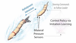 Leader-follower formation enabled by pressure sensing in free-swimming undulatory robotic fish
