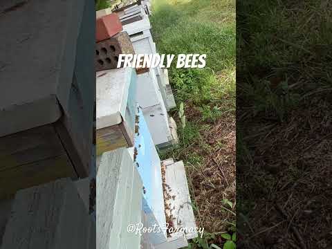 Bees of all types loving on us