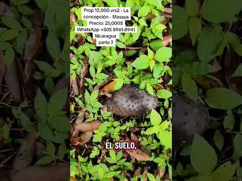 Disponible en la concepción Masaya, un excelente lugar para uir del ruido de la ciudad y descansar a