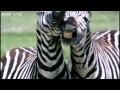 Funny Talking Animals - Walk On The Wild Side - Series 2 Episode 1 preview - BBC One