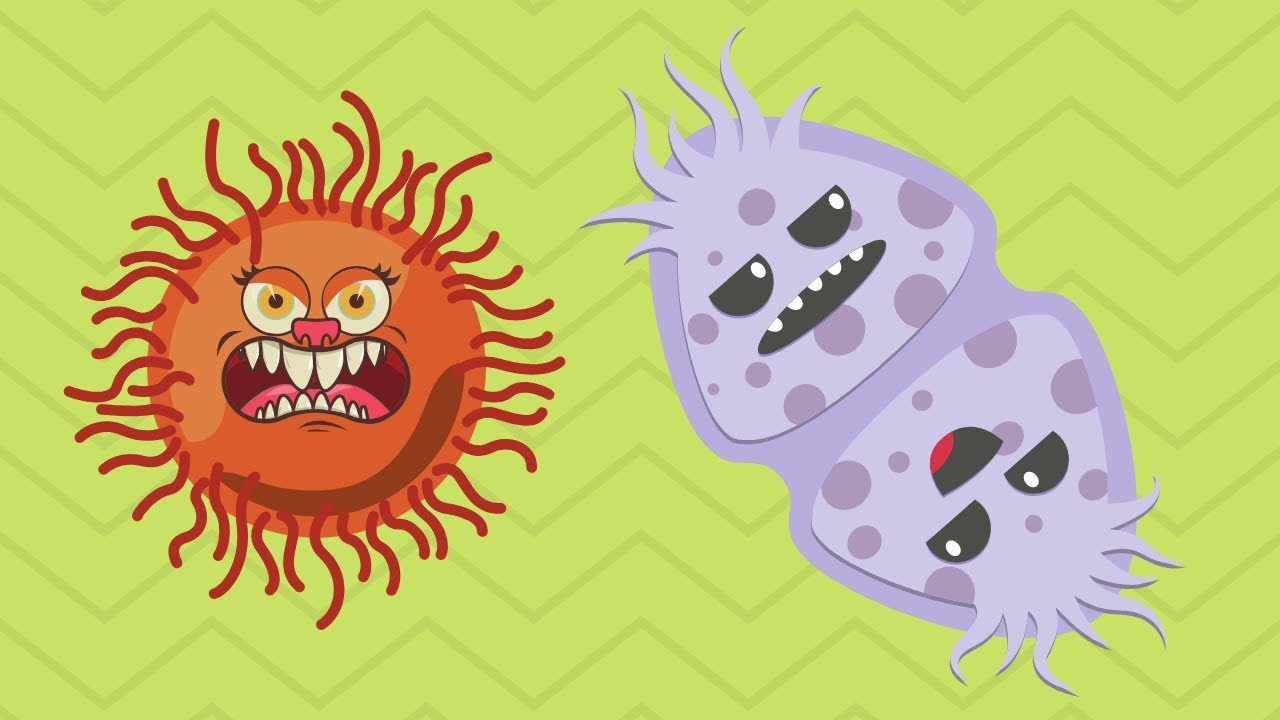 What are the two unicellular organisms?