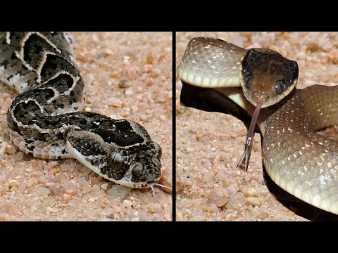 Snake vs. Snake - Cape Cobra vs. Puff Adder - Find out who won
