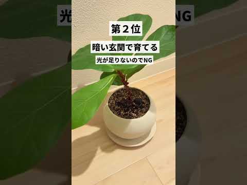 凍ったバナナの木、どうすればいいですか？切ったほうがいいでしょうか？植物を守り、冬を乗り切るためのヒント  庭園