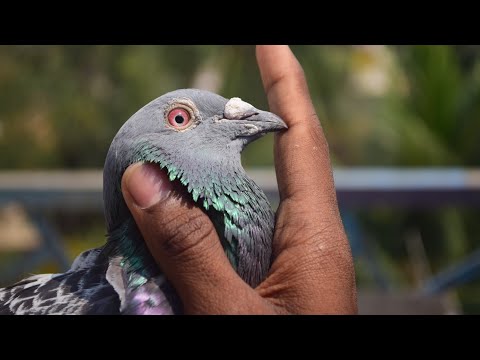 Bandarban to Dhaka 250km race return pigeons