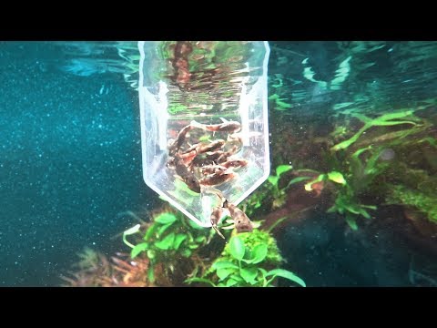 Die ersten FISCHE im 1000 Liter AFRIKA AQUARIUM