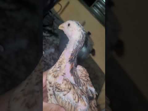 Ovos enviados para Cascalho Rico MG, já pintinhos💪🙏 #mura #galomura