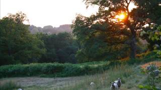 Willie's Endless Summer by Kim Green