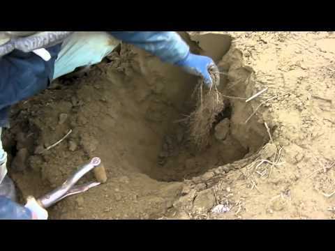 201202粟佐ナガイモ掘り