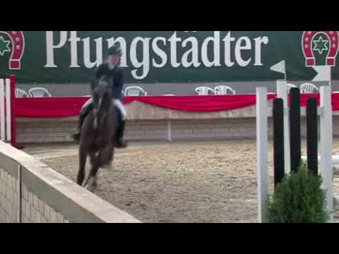 Stall Distel, Wallach von Cassoulet - Casall, geb. 2015