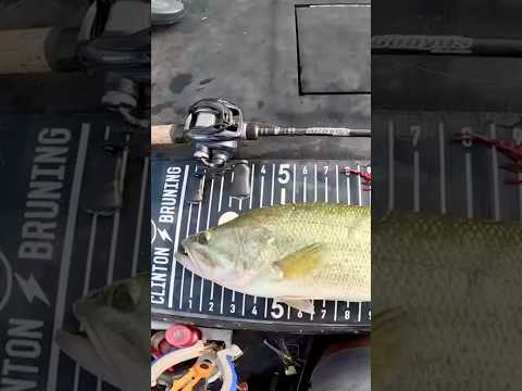 MICRO BLADED JIG, SHALLOW BASS!