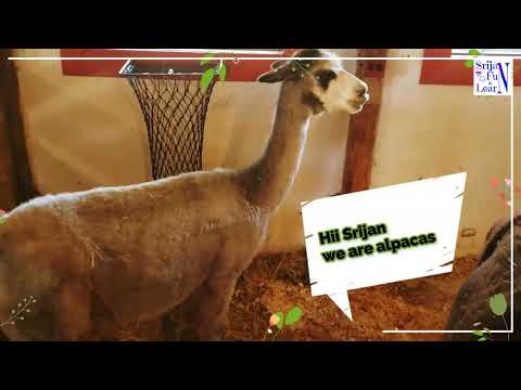 Srijan is at Santa Village | Awesome Animals At Santa Land | Animals Video For Kids