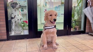 He was overjoyed when he passed in front of the veterinary clinic where the female doctor was.