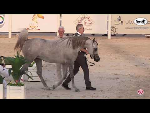 N 199 NEOM AL KHALEDIAH   The Arabian Horse Show for local Breeders 2022   Fillies 2 Years Old Class