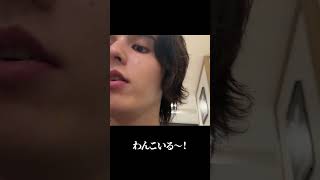 わんこ（にゃんこ） #shorts