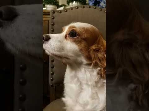 my dog is crying lol #funny # shorts #charlie the king