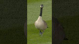 The lights were too bright for the goose ????????