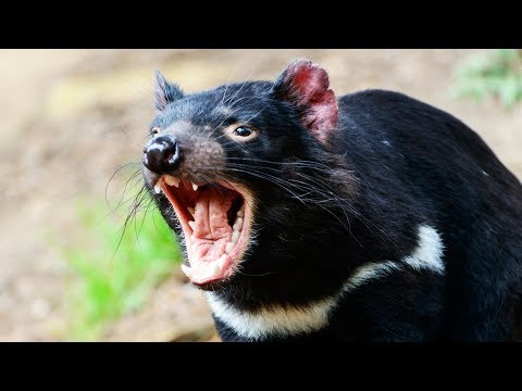 La Tasmanie, une île sauvage où survit le diable !