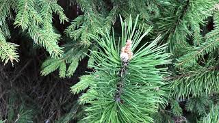 Mentoring Nature Connections: Sit Spot